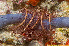 brittle star